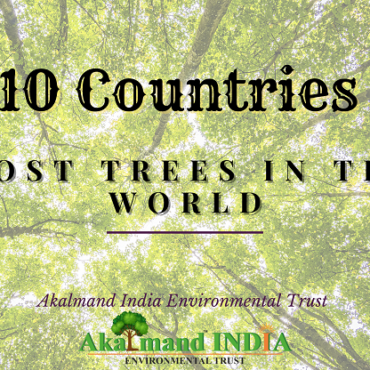 Top 10 Countries with most trees in the world - Akalmand India Environmental Trust